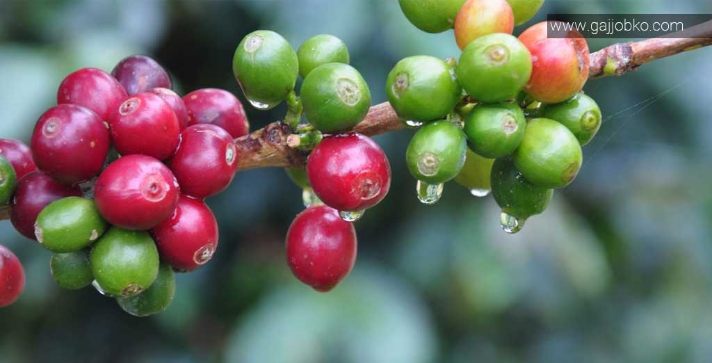 Nepali coffee; Taste of Nepal: Productivity of coffee in Nepal